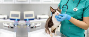 bg-image-233 - E-Prescribing For Veterinarians Pets Medicines