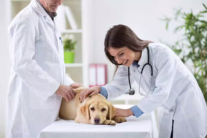 Untitled-1 - E-Prescribing For Veterinarians Pets Care