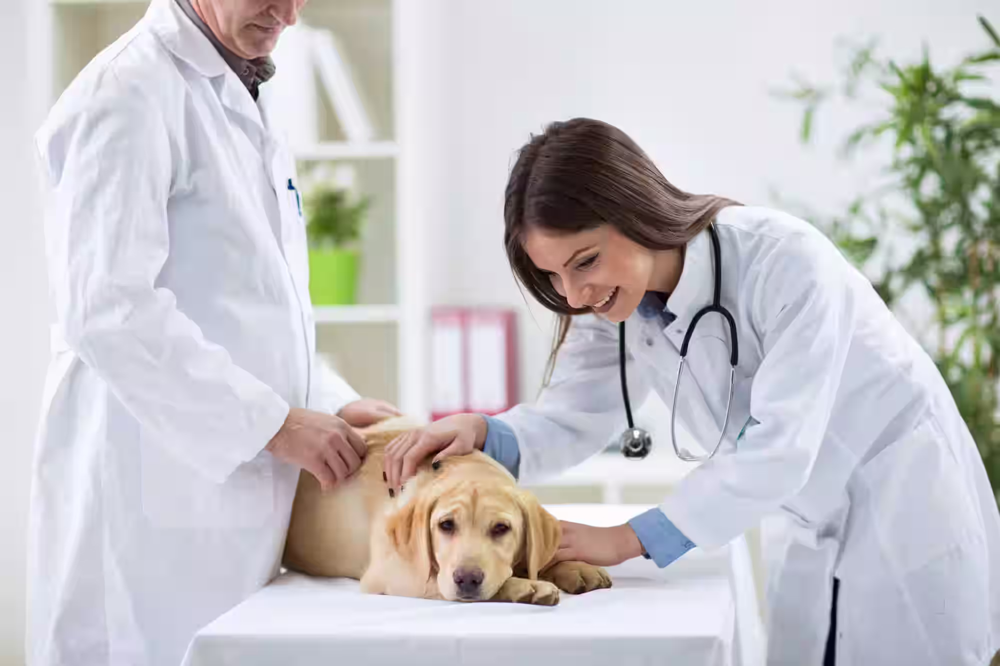 Why Veterinarians Are Switching to e-Prescribing Platforms