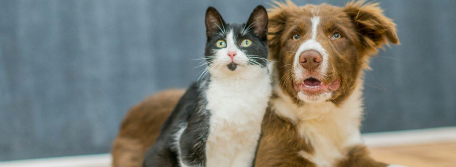 Empowering Better Pet Care Through Innovation and Partnership